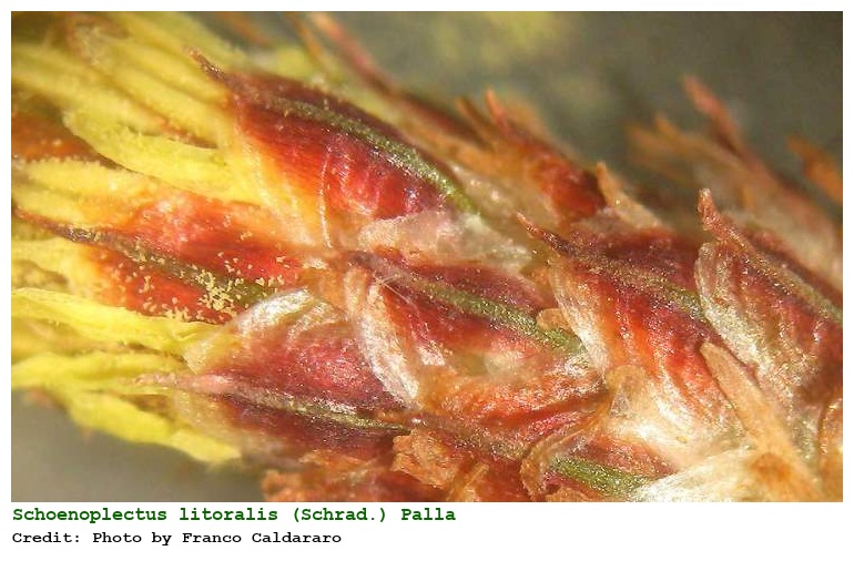Schoenoplectus litoralis (Schrad.) Palla